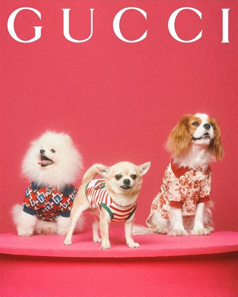 gucci dog breed|gucci dog collection.